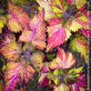Solenostemon scutellarioides, Coleus, Colourful nettle, organically grown tropical plants for sale at TOMs FLOWer CLUB.