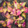 Solenostemon scutellarioides, Coleus, Colourful nettle, organically grown tropical plants for sale at TOMs FLOWer CLUB.