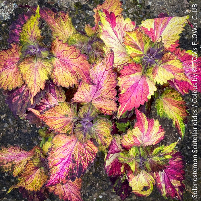 Solenostemon scutellarioides, Coleus, Colourful nettle, organically grown tropical plants for sale at TOMs FLOWer CLUB.