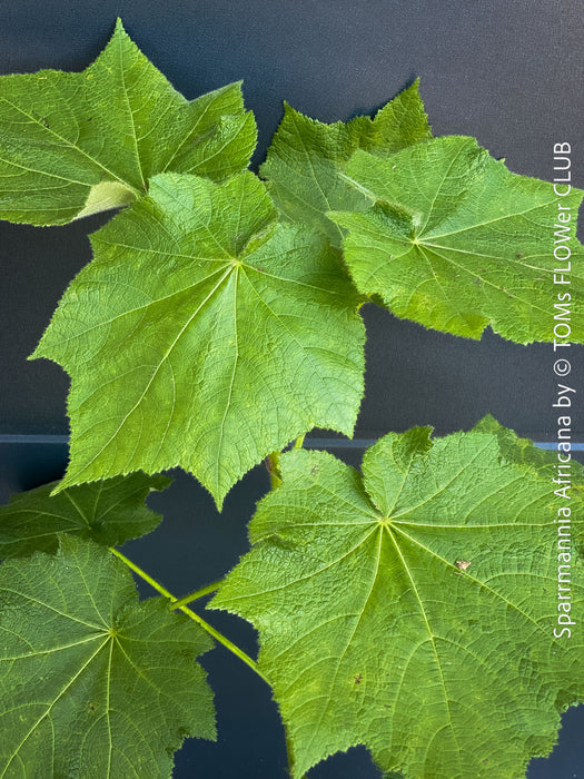 Sparrmannia Africana, Zimmerlinde, African linden, organically grown tropical plants for sale at TOMs FLOWer CLUB. 