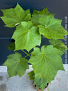 Sparrmannia Africana, Zimmerlinde, African linden, organically grown tropical plants for sale at TOMs FLOWer CLUB. 