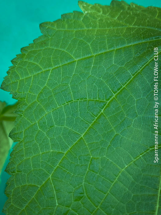 Sparrmannia Africana, Zimmerlinde, African linden, organically grown tropical plants for sale at TOMs FLOWer CLUB. 