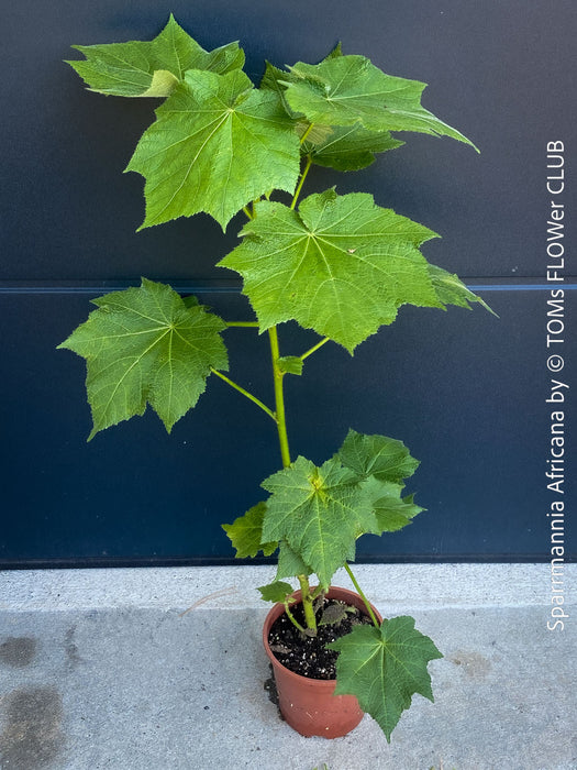 Sparrmannia Africana, Zimmerlinde, African linden, organically grown tropical plants for sale at TOMs FLOWer CLUB. 