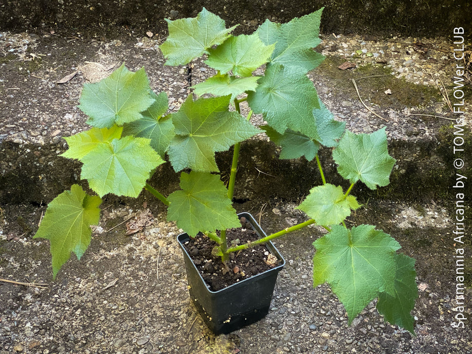 Sparrmannia Africana, Zimmerlinde, African linden, organically grown tropical plants for sale at TOMs FLOWer CLUB. 