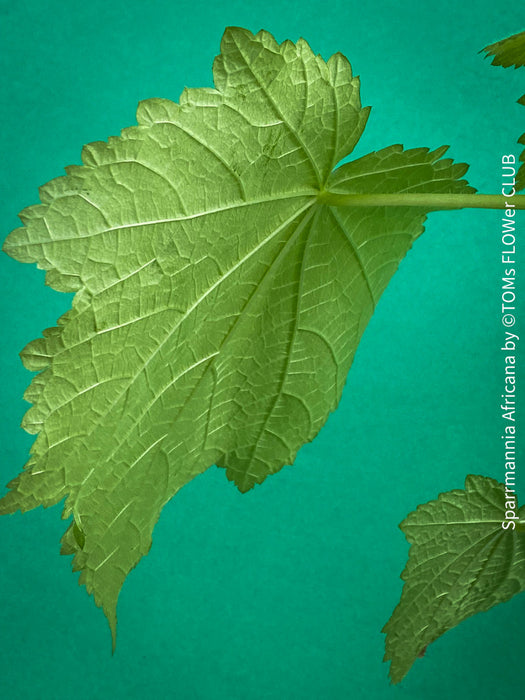 Sparrmannia Africana, Zimmerlinde, African linden, organically grown tropical plants for sale at TOMs FLOWer CLUB. 