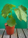 Sparrmannia Africana, Zimmerlinde, African linden, organically grown tropical plants for sale at TOMs FLOWer CLUB. 