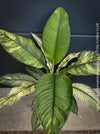 Spathiphyllum Sensation Variegata, organically grown tropical plants for sale at TOMs FLOWer CLUB.