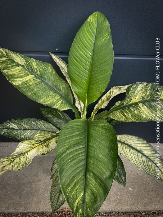 Spathiphyllum Sensation Variegata, organically grown tropical plants for sale at TOMs FLOWer CLUB.