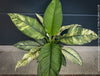 Spathiphyllum Sensation Variegata, organically grown tropical plants for sale at TOMs FLOWer CLUB.
