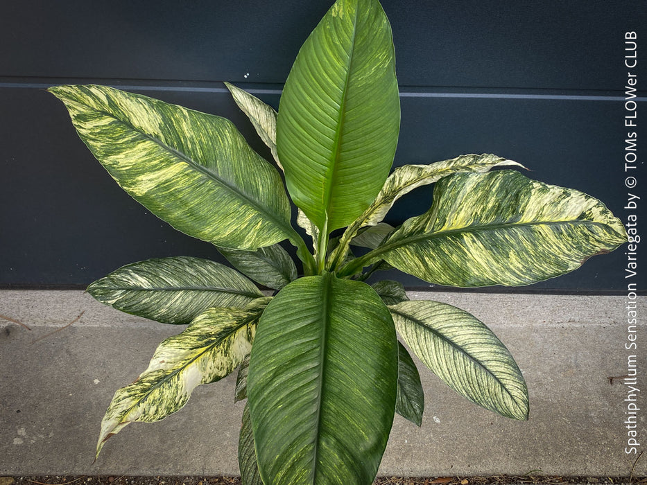 Spathiphyllum Sensation Variegata, organically grown tropical plants for sale at TOMs FLOWer CLUB.