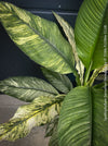 Spathiphyllum Sensation Variegata, organically grown tropical plants for sale at TOMs FLOWer CLUB.