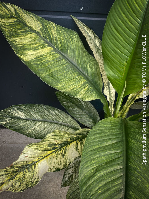 Spathiphyllum Sensation Variegata, organically grown tropical plants for sale at TOMs FLOWer CLUB.