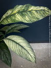 Spathiphyllum Sensation Variegata, organically grown tropical plants for sale at TOMs FLOWer CLUB.