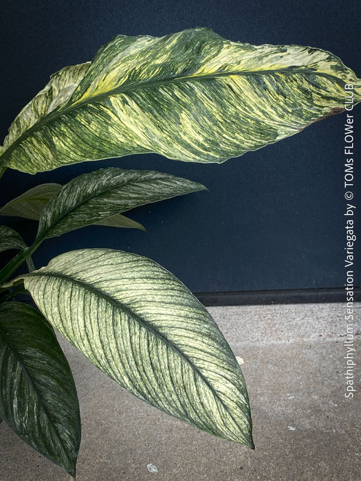 Spathiphyllum Sensation Variegata, organically grown tropical plants for sale at TOMs FLOWer CLUB.