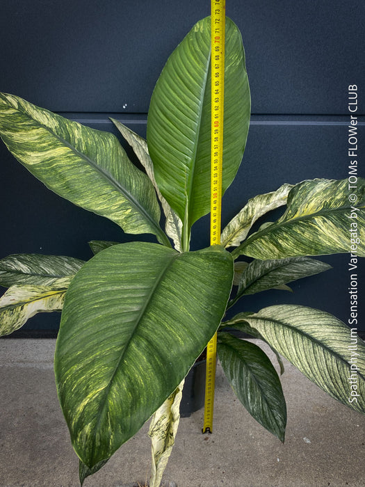Spathiphyllum Sensation Variegata, organically grown tropical plants for sale at TOMs FLOWer CLUB.