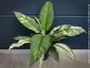 Spathiphyllum Sensation Variegata, organically grown tropical plants for sale at TOMs FLOWer CLUB.