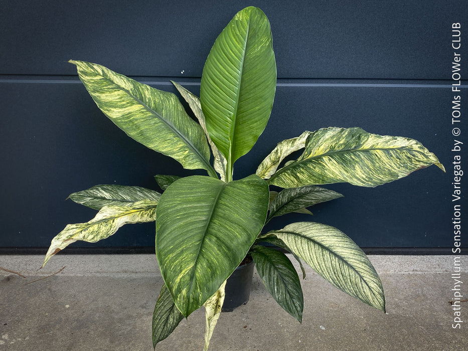 Spathiphyllum Sensation Variegata, organically grown tropical plants for sale at TOMs FLOWer CLUB.
