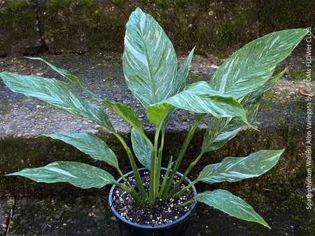 Spathiphyllum Wallisii Albo Variegata, organically grown tropical,  air-cleaning plants for sale at TOMs FLOWer CLUB.