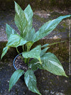 Spathiphyllum Wallisii Albo Variegata, organically grown tropical,  air-cleaning plants for sale at TOMs FLOWer CLUB.