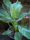 Spathiphyllum Wallisii Albo Variegata, organically grown tropical,  air-cleaning plants for sale at TOMs FLOWer CLUB.