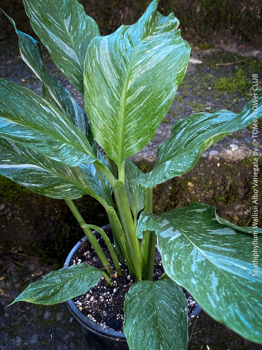 Spathiphyllum Wallisii Albo Variegata, organically grown tropical,  air-cleaning plants for sale at TOMs FLOWer CLUB.