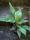 Spathiphyllum Wallisii Albo Variegata, organically grown tropical,  air-cleaning plants for sale at TOMs FLOWer CLUB.