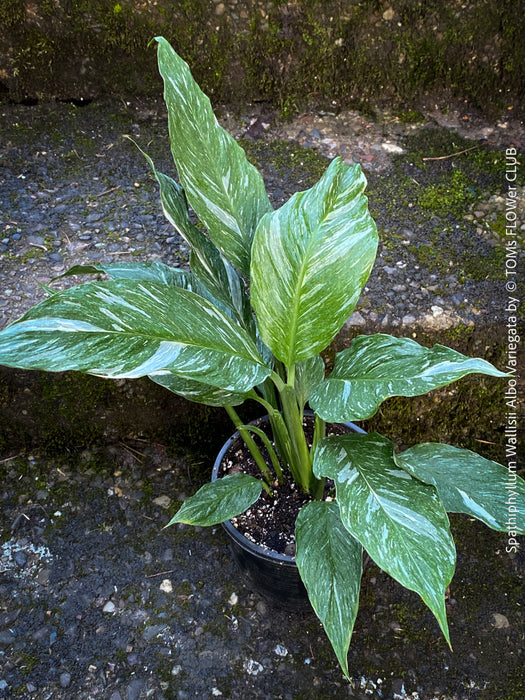 Spathiphyllum Wallisii Albo Variegata, organically grown tropical,  air-cleaning plants for sale at TOMs FLOWer CLUB.