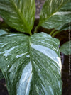 Spathiphyllum Wallisii Albo Variegata, organically grown tropical,  air-cleaning plants for sale at TOMs FLOWer CLUB.
