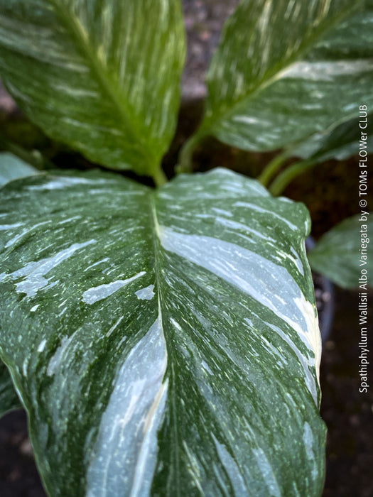 Spathiphyllum Wallisii Albo Variegata, organically grown tropical,  air-cleaning plants for sale at TOMs FLOWer CLUB.