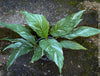 Spathiphyllum Wallisii Albo Variegata, organically grown tropical,  air-cleaning plants for sale at TOMs FLOWer CLUB.