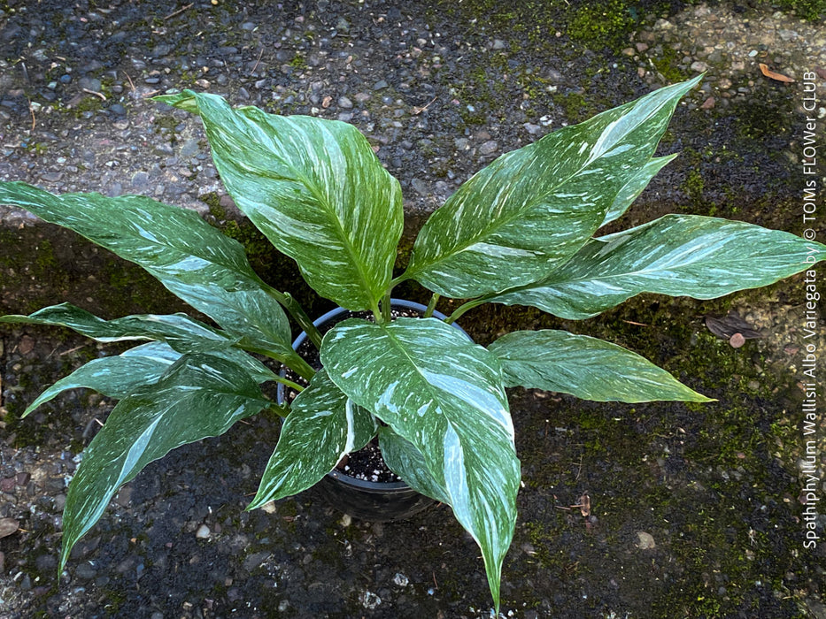Spathiphyllum Wallisii Albo Variegata, organically grown tropical,  air-cleaning plants for sale at TOMs FLOWer CLUB.
