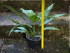 Spathiphyllum Wallisii Albo Variegata, organically grown tropical,  air-cleaning plants for sale at TOMs FLOWer CLUB.