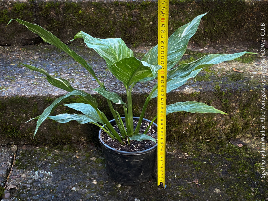 Spathiphyllum Wallisii Albo Variegata, organically grown tropical,  air-cleaning plants for sale at TOMs FLOWer CLUB.
