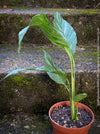 Spathiphyllum Wallisii Albo Variegata, organically grown tropical,  air-cleaning plants for sale at TOMs FLOWer CLUB.