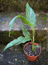 Spathiphyllum Wallisii Albo Variegata, organically grown tropical,  air-cleaning plants for sale at TOMs FLOWer CLUB.