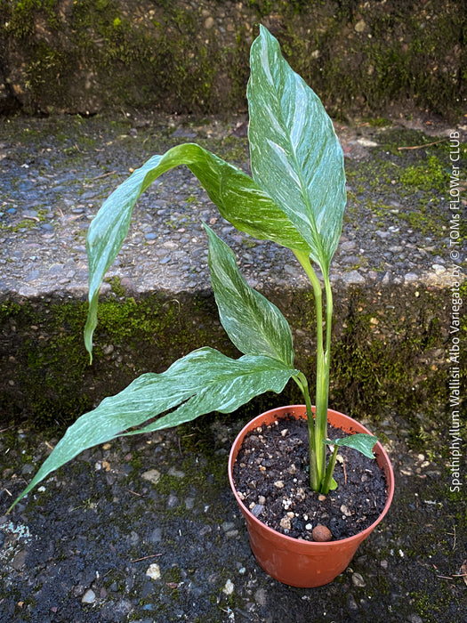 Spathiphyllum Wallisii Albo Variegata, organically grown tropical,  air-cleaning plants for sale at TOMs FLOWer CLUB.
