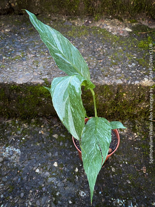 Spathiphyllum Wallisii Albo Variegata, organically grown tropical,  air-cleaning plants for sale at TOMs FLOWer CLUB.