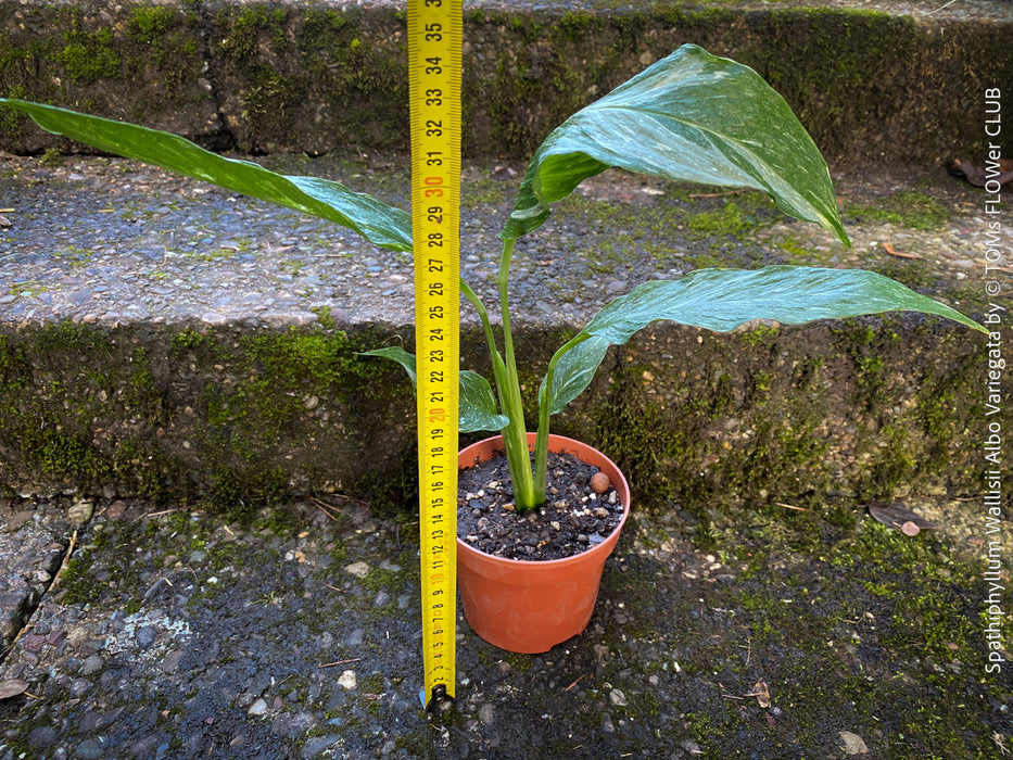 Spathiphyllum Wallisii Albo Variegata, organically grown tropical,  air-cleaning plants for sale at TOMs FLOWer CLUB.