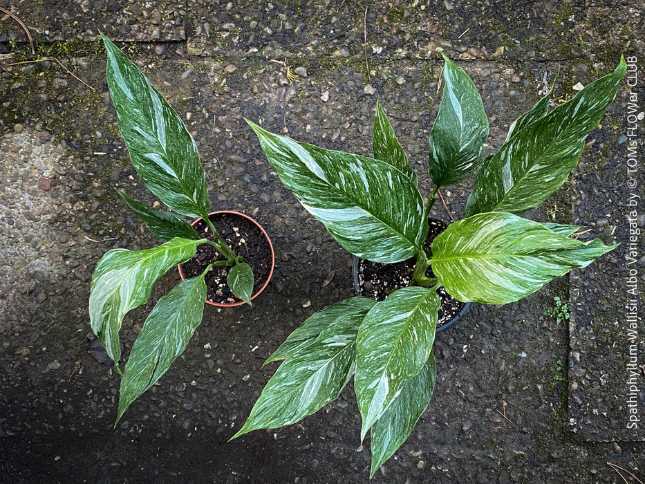 Spathiphyllum Wallisii Albo Variegata, organically grown tropical,  air-cleaning plants for sale at TOMs FLOWer CLUB.