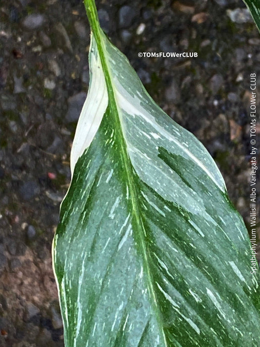 Spathiphyllum Wallisii Albo Variegata, organically grown tropical,  air-cleaning plants for sale at TOMs FLOWer CLUB.