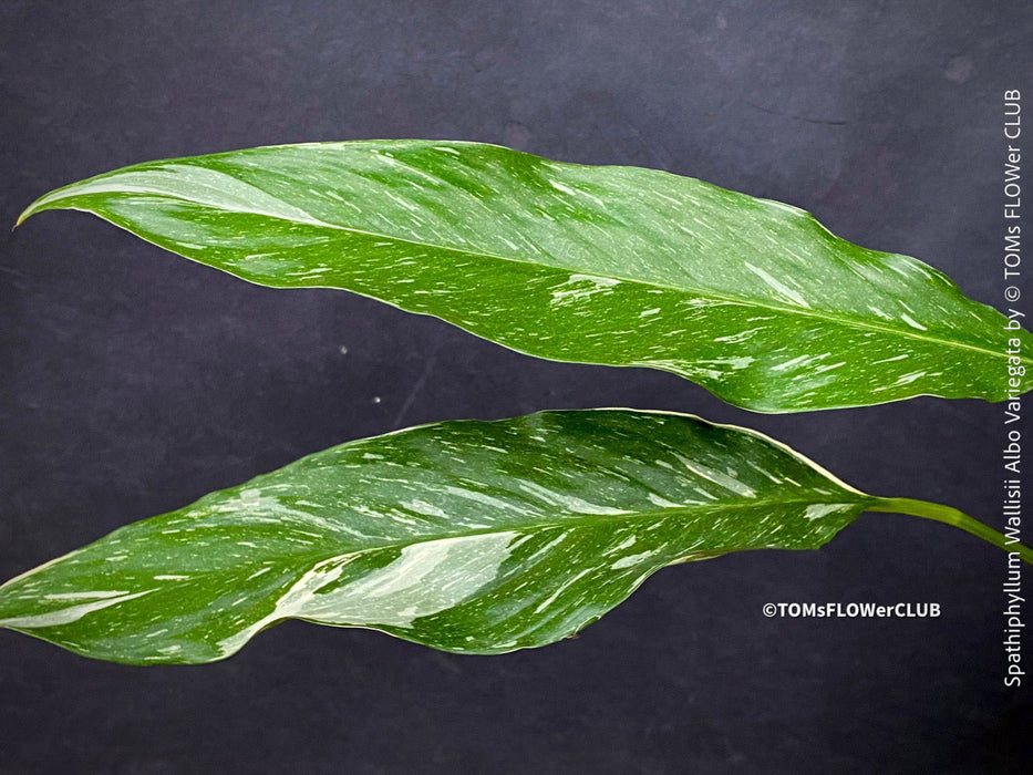 Spathiphyllum Wallisii Albo Variegata, organically grown tropical,  air-cleaning plants for sale at TOMs FLOWer CLUB.