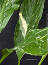 Spathiphyllum Wallisii Albo Variegata, organically grown tropical,  air-cleaning plants for sale at TOMs FLOWer CLUB.