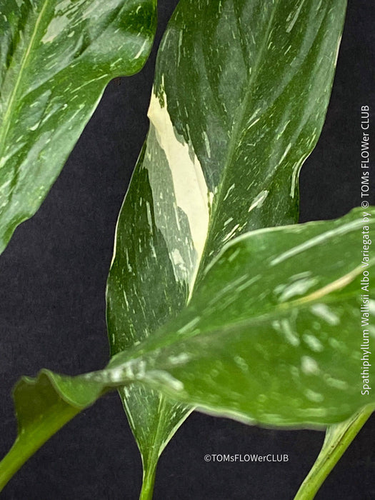 Spathiphyllum Wallisii Albo Variegata, organically grown tropical,  air-cleaning plants for sale at TOMs FLOWer CLUB.