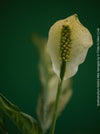 White flower of Spathiphyllum Wallisii Albo Variegata, organically grown tropical,  air-cleaning plants for sale at TOMs FLOWer CLUB.
