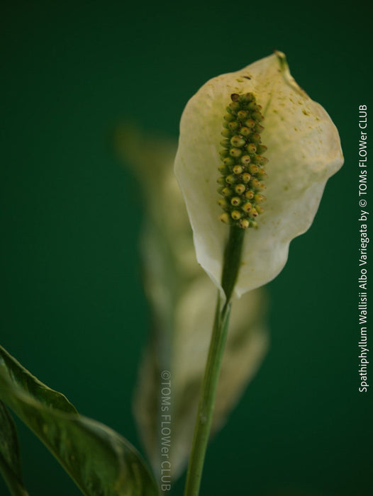 White flower of Spathiphyllum Wallisii Albo Variegata, organically grown tropical,  air-cleaning plants for sale at TOMs FLOWer CLUB.