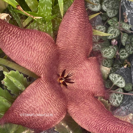 Flower of Stapelia gigantea, organically grown succulent plants for sale at TOMs FLOWer CLUB Stapelia Leendertziae Cristata for Sale Crested Starfish Flower Plant Exotic Succulent Species Unique Succulent Varieties Collector's Succulent Plant Rare and Unusual Plants TOMs FLOWer CLUB Exclusive Exquisite Floral Arrangements Uncommon Succulent Species Limited Edition Plant Exotic Plant Collection Unique Succulent Features Online Plant Shopping Exotic Succulent Marketplace Rare Plant Finds Cacti 