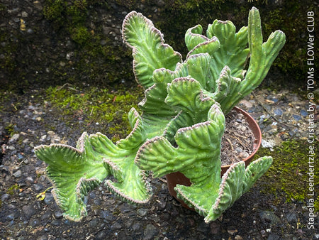 Flower of Stapelia gigantea, organically grown succulent plants for sale at TOMs FLOWer CLUB Stapelia Leendertziae Cristata for Sale Crested Starfish Flower Plant Exotic Succulent Species Unique Succulent Varieties Collector's Succulent Plant Rare and Unusual Plants TOMs FLOWer CLUB Exclusive Exquisite Floral Arrangements Uncommon Succulent Species Limited Edition Plant Exotic Plant Collection Unique Succulent Features Online Plant Shopping Exotic Succulent Marketplace Rare Plant Finds Cacti 