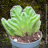 Stapelia Leendertziae Cristata, organically grown succulent plants for sale at TOMS FLOWer CLUB in Zurich, Switzerland. 