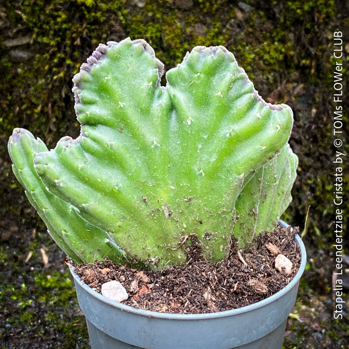Stapelia Leendertziae Cristata, organically grown succulent plants for sale at TOMS FLOWer CLUB in Zurich, Switzerland. 