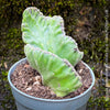 Stapelia Leendertziae Cristata, organically grown succulent plants for sale at TOMS FLOWer CLUB in Zurich, Switzerland. 
